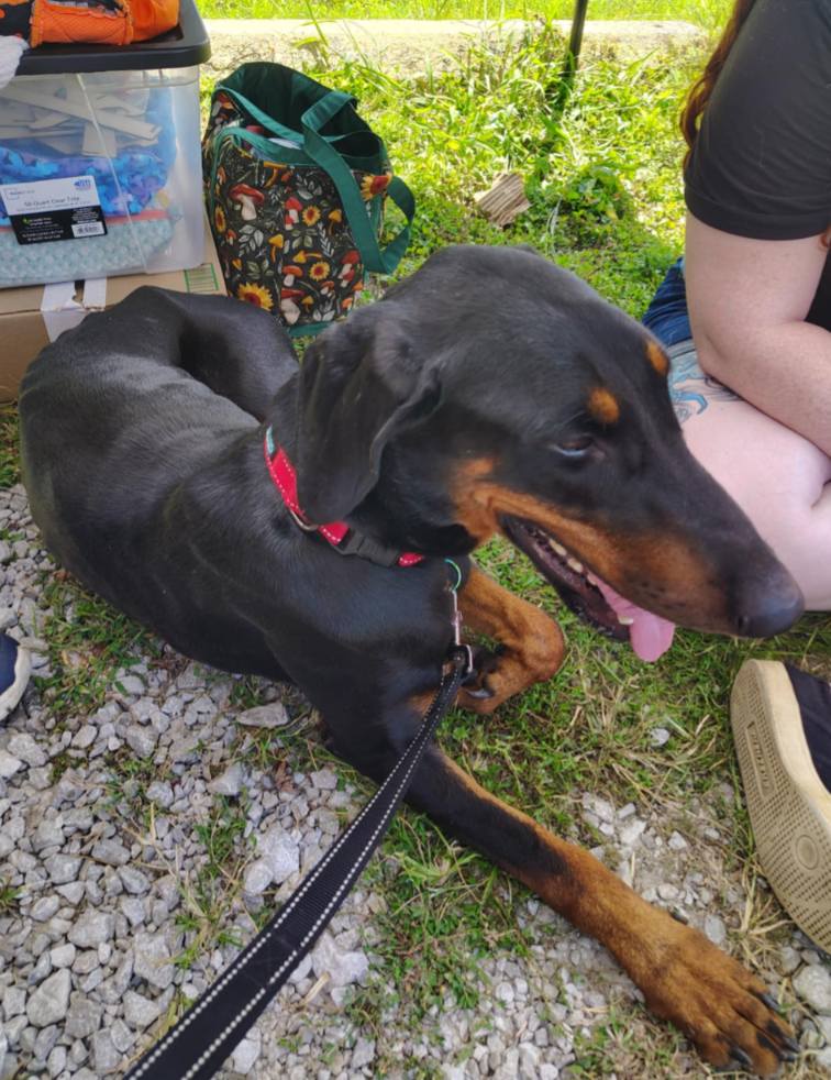 Adoptable