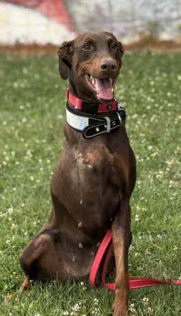 Adoptable