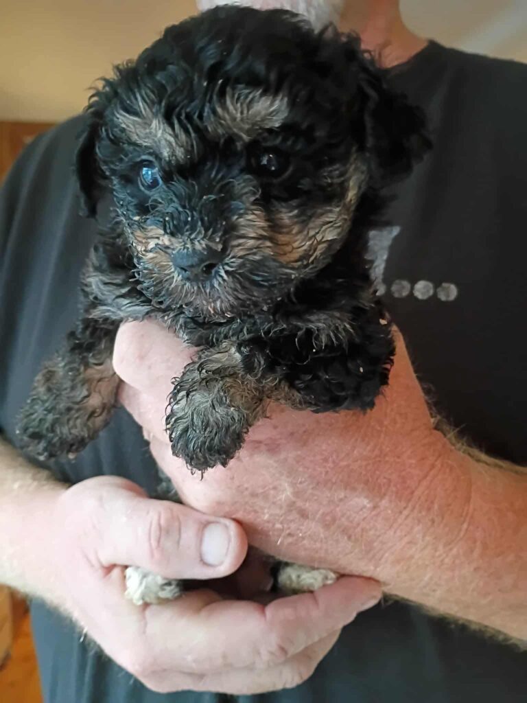 Adoptable
