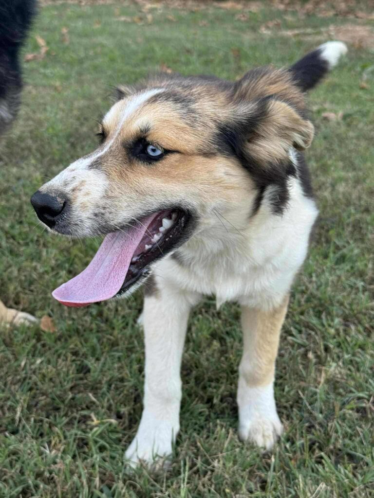 Adoptable