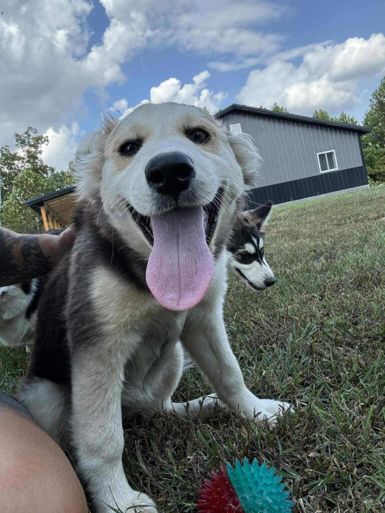 Adoptable