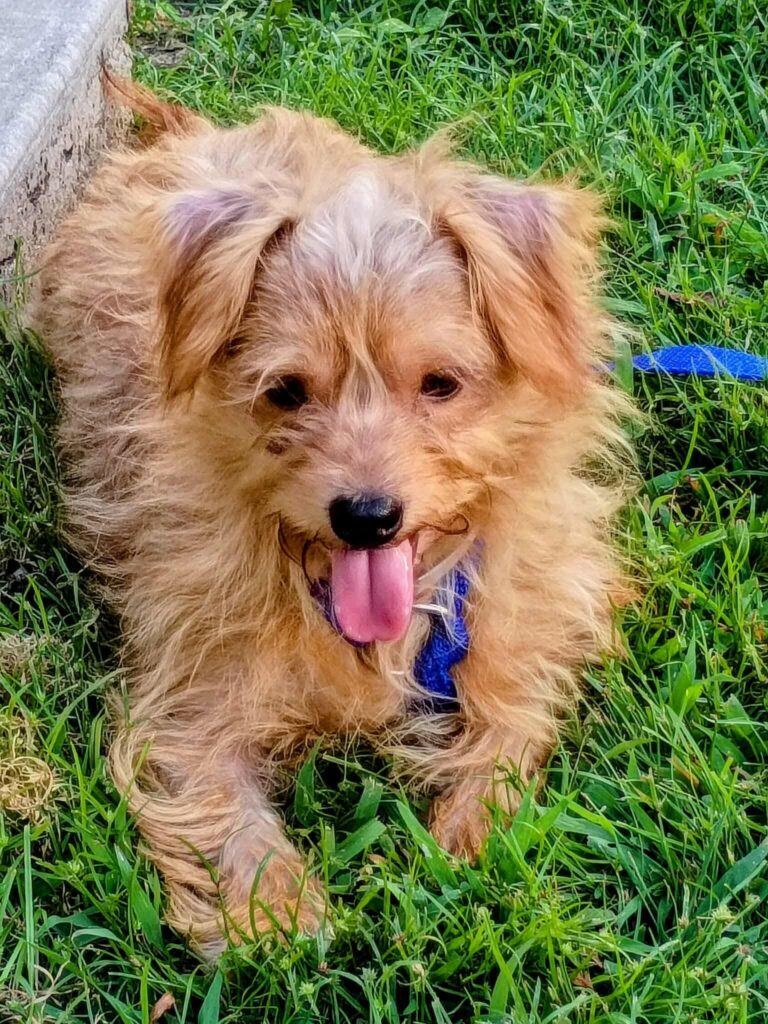Adoptable