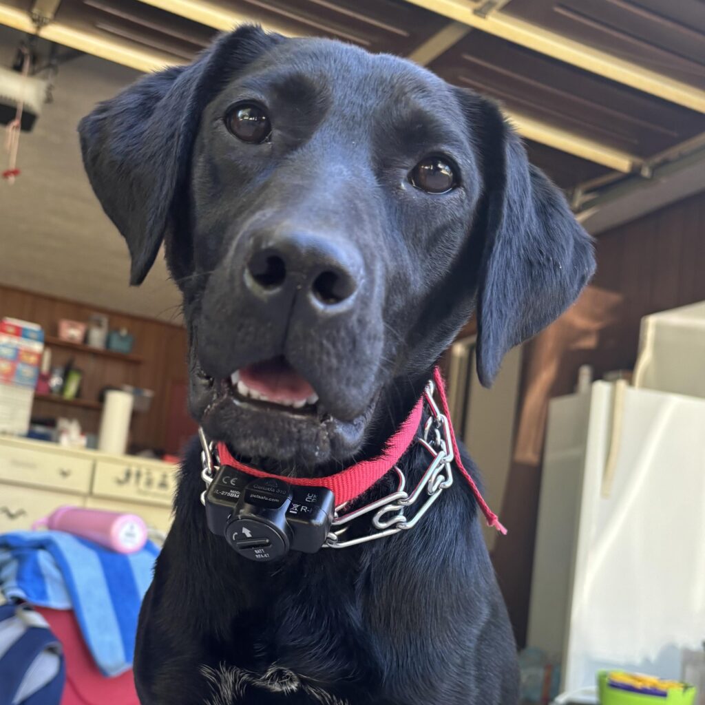 Adoptable