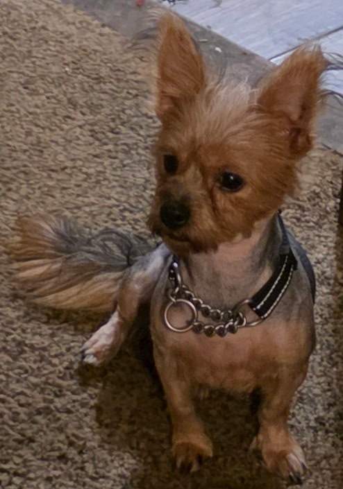 Adoptable