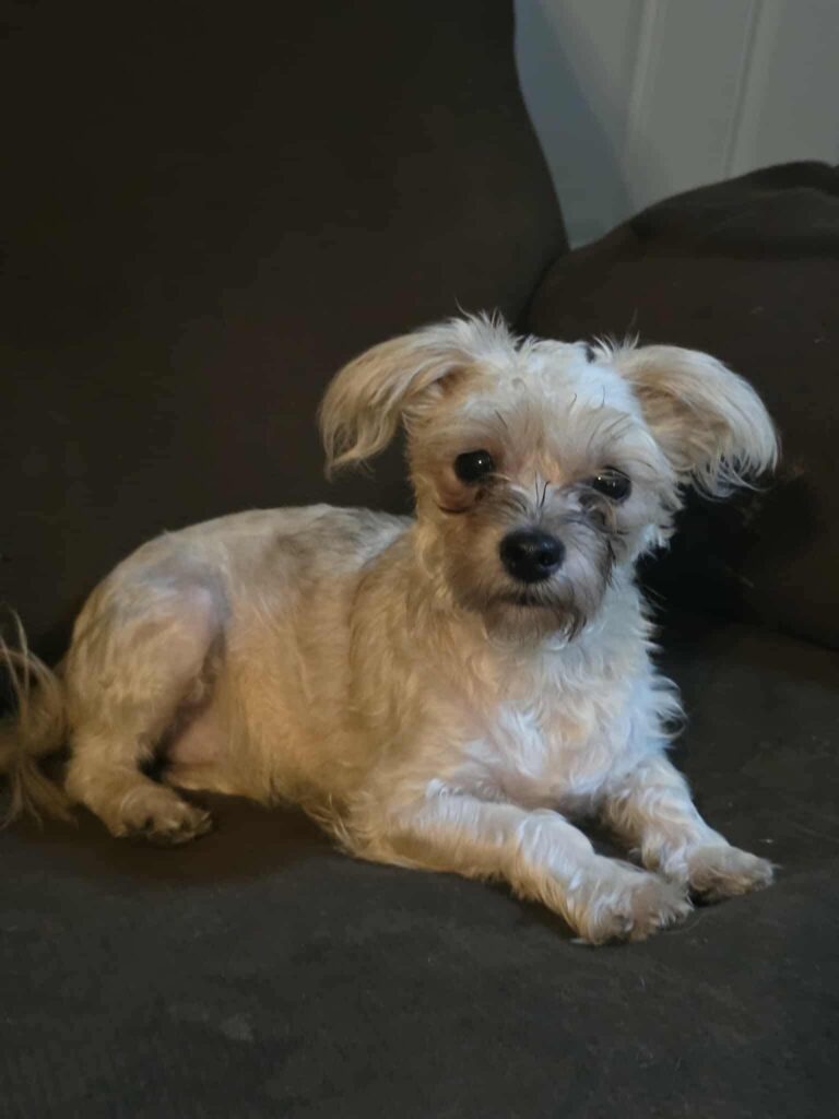 Adoptable